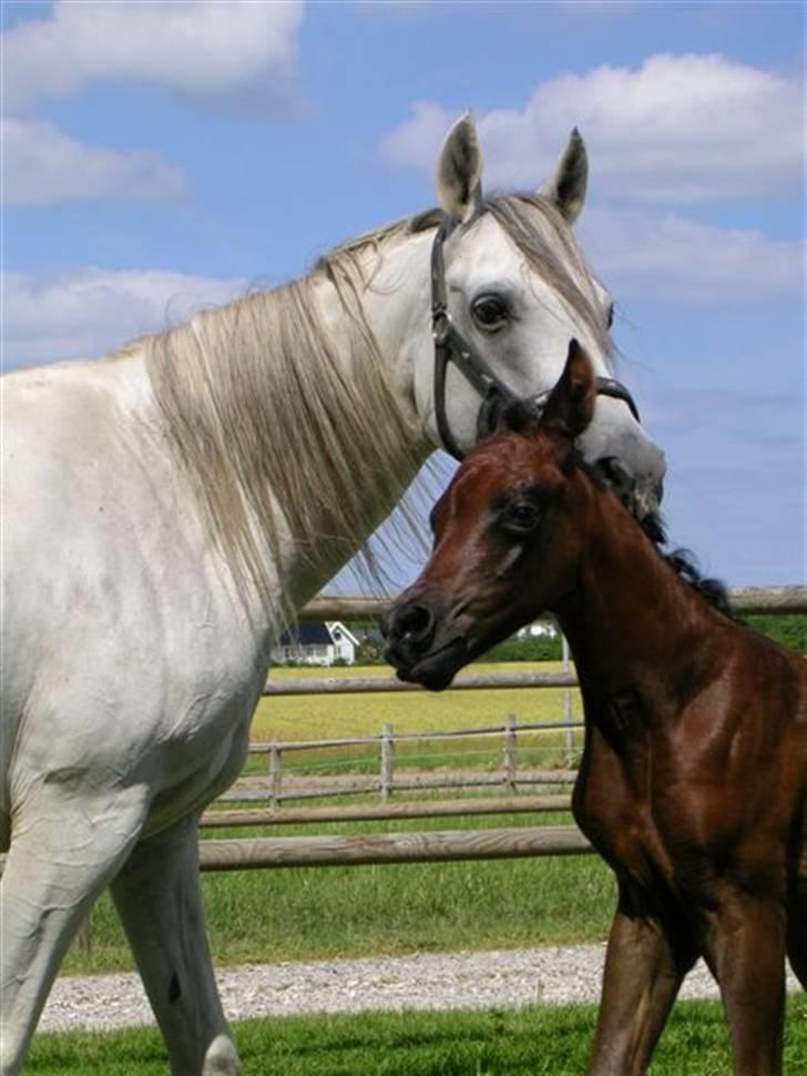 Arabisk fuldblod (OX) Epicha - en meget kærlig mor - med Al Ja´caar  2005 billede 7