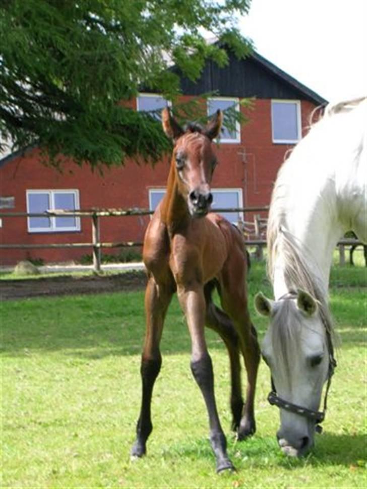 Arabisk fuldblod (OX) Epicha - 2005 billede 8