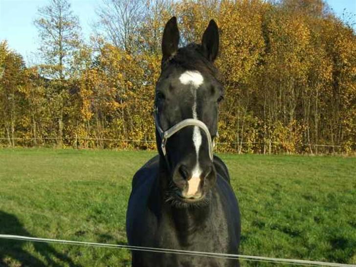 Dansk Varmblod Amazing Magic billede 1