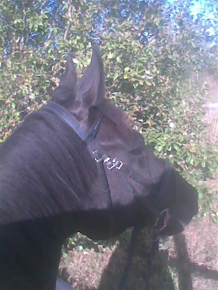 Dansk Varmblod Amazing Magic billede 2