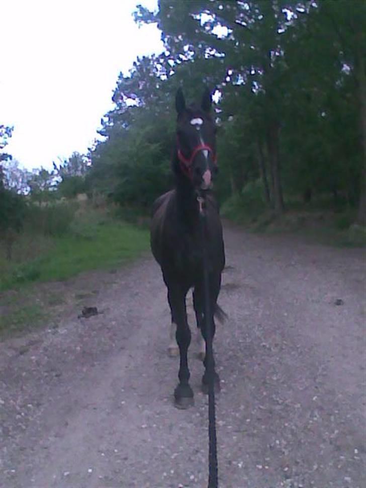 Dansk Varmblod Amazing Magic billede 3