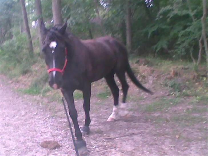 Dansk Varmblod Amazing Magic billede 4