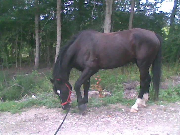 Dansk Varmblod Amazing Magic billede 5