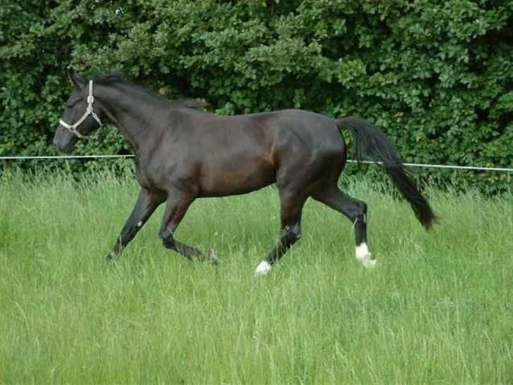 Dansk Varmblod Amazing Magic billede 6