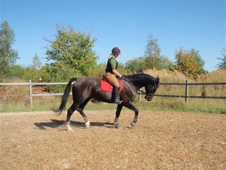 Dansk Varmblod Amazing Magic billede 7