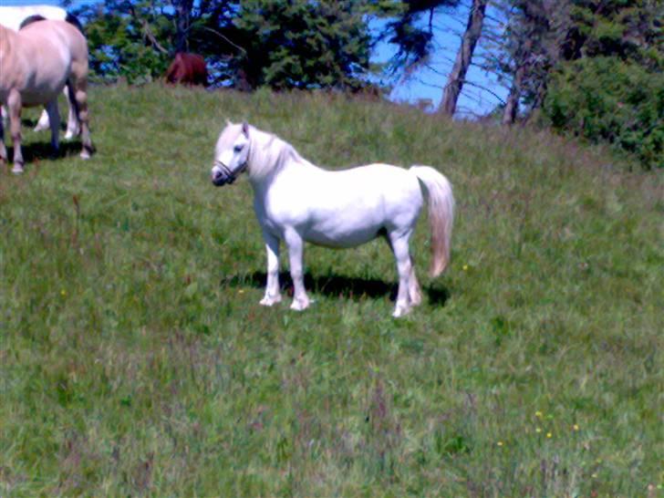 Anden særlig race Nuggi - Nuggi på marken billede 4