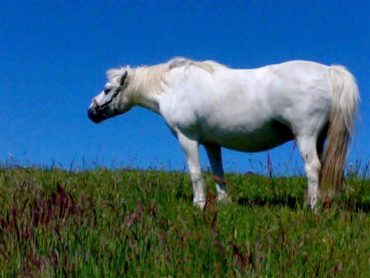 Anden særlig race Nuggi - En dejlig sommerdag på marken. billede 5