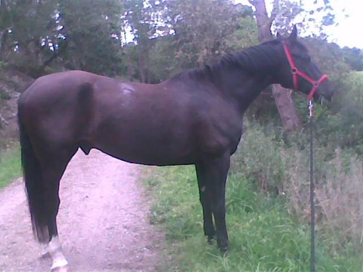 Dansk Varmblod Amazing Magic billede 8