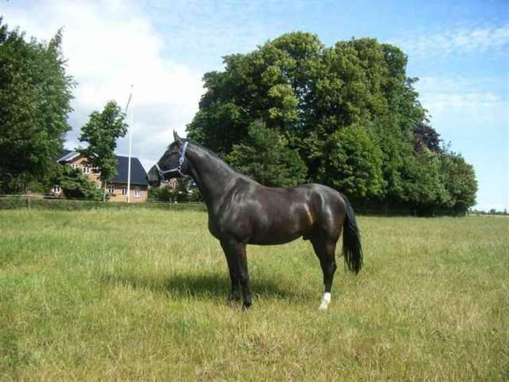 Dansk Varmblod Amazing Magic billede 9