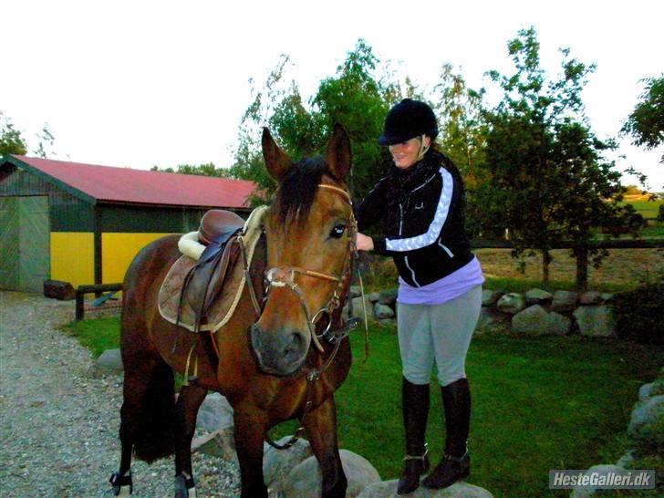 Dansk Varmblod Stenvænge Polo  billede 15