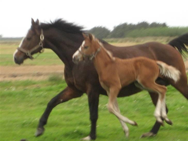 Dansk Varmblod A.B. Little Champ "SOLGT" billede 13