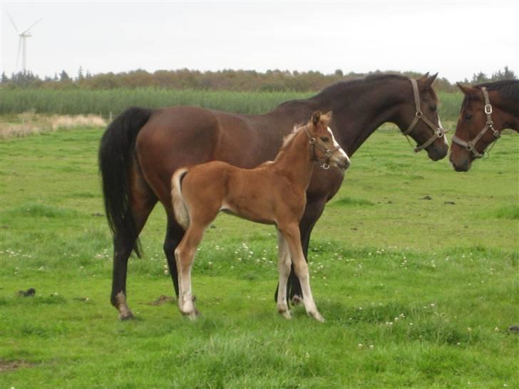 Dansk Varmblod A.B. Little Champ "SOLGT" billede 14