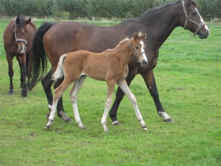 Dansk Varmblod A.B. Little Champ "SOLGT" billede 15