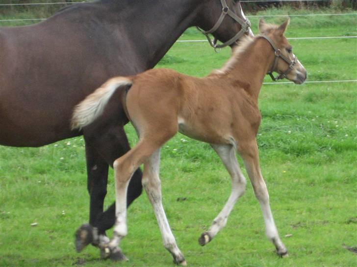 Dansk Varmblod A.B. Little Champ "SOLGT" billede 16