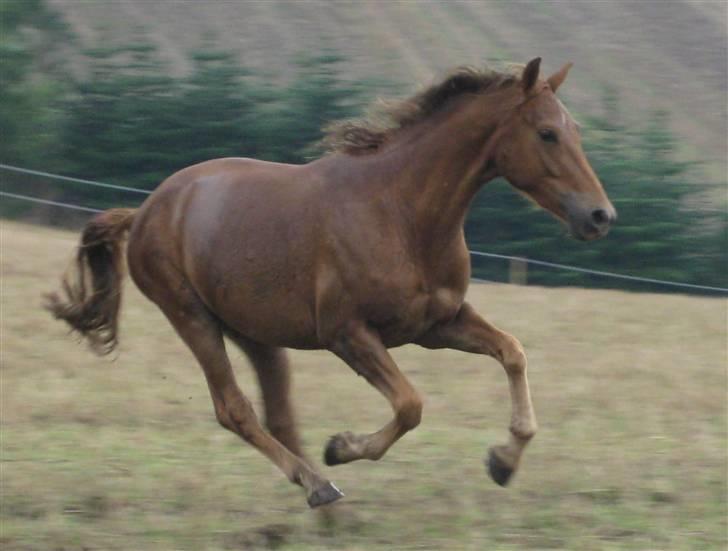 Knabstrupper Robino Heden *solgt* billede 1