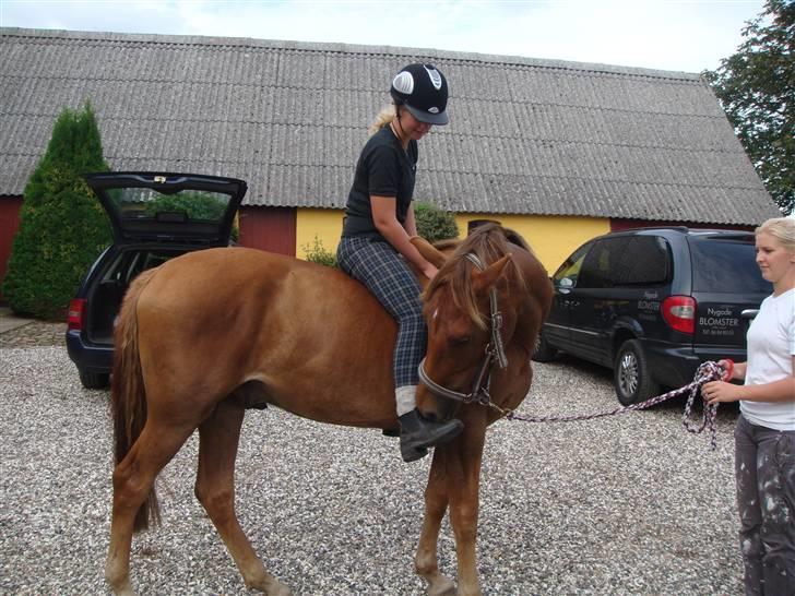 Knabstrupper Robino Heden *solgt* - Første gang jeg var oppe og side på Robino billede 2