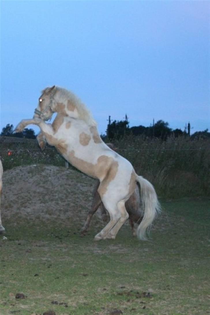 Anden særlig race Icey<33 ( rider ) - hehe den lille frækkert q: billede 1