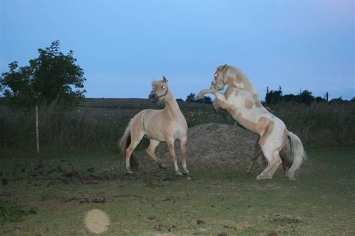 Anden særlig race Icey<33 ( rider ) billede 2