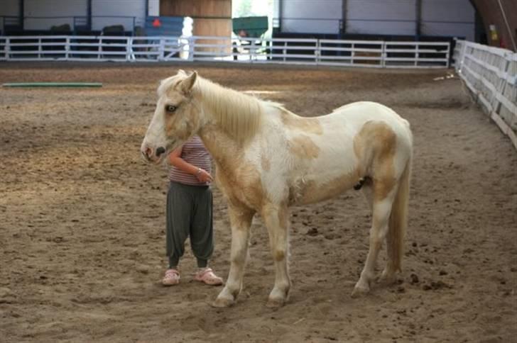 Anden særlig race Icey<33 ( rider ) - Julie prøver at lave hms men Icey er vist for træt q: billede 4