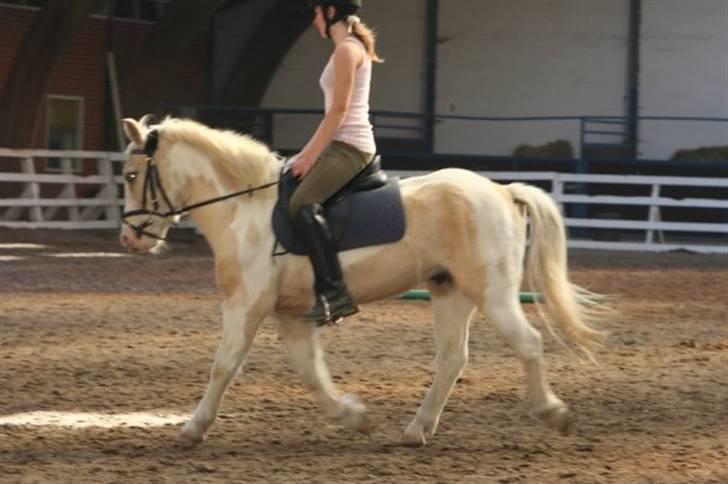 Anden særlig race Icey<33 ( rider ) billede 7