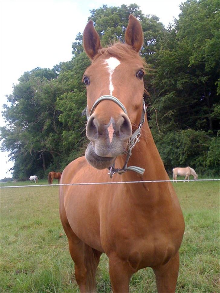 Anden særlig race Lykkensprøves Milano billede 1