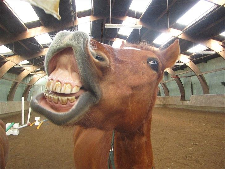 Anden særlig race Lykkensprøves Milano billede 2