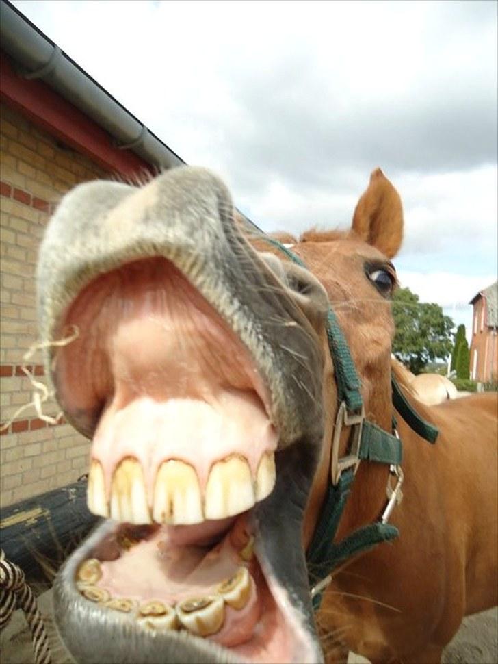 Anden særlig race Lykkensprøves Milano billede 3