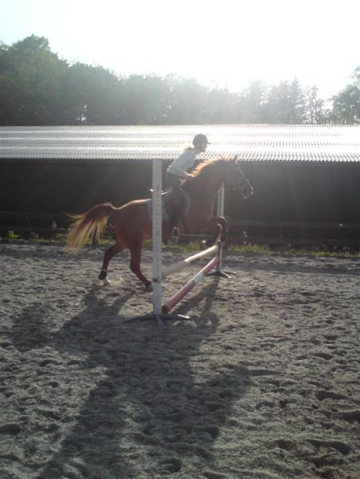 Anden særlig race Lykkensprøves Milano - Dejligt Billede 8D billede 4