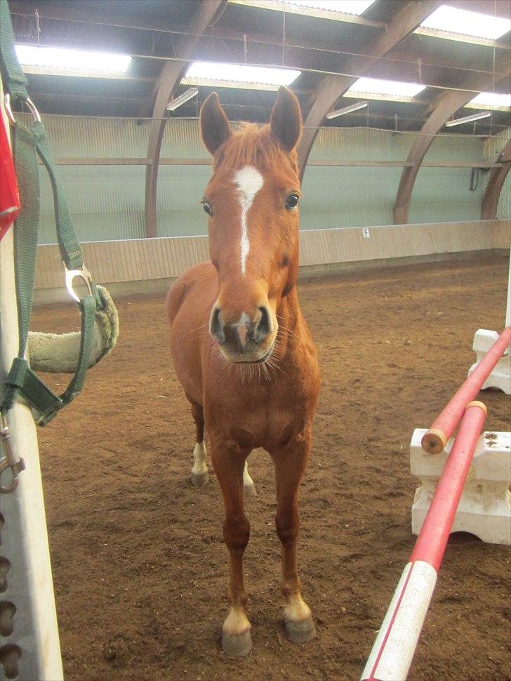 Anden særlig race Lykkensprøves Milano billede 5