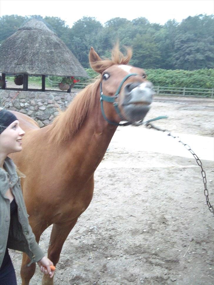 Anden særlig race Lykkensprøves Milano - Ryste d: billede 6