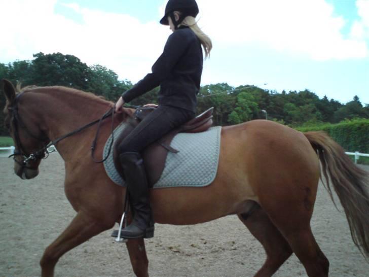 Anden særlig race Lykkensprøves Milano billede 7