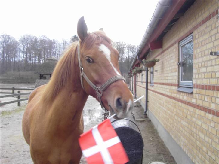 Anden særlig race Lykkensprøves Milano - Milano har fødselsdag :D billede 9