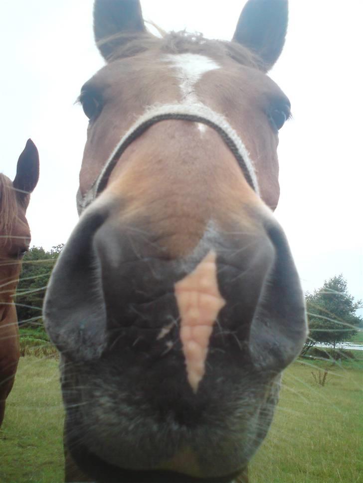 Anden særlig race Lykkensprøves Milano billede 10