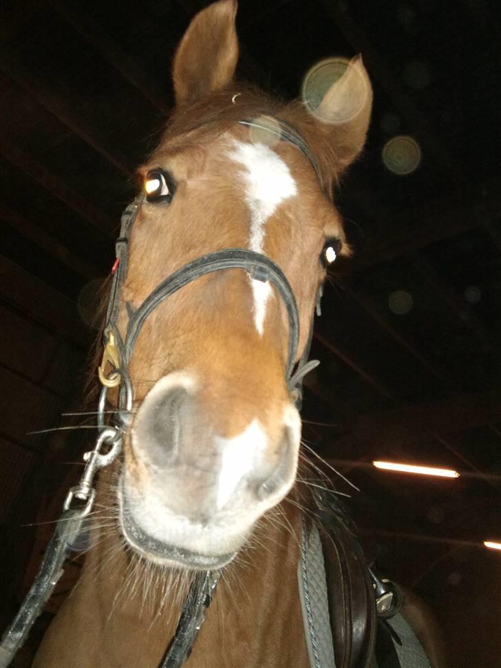 Anden særlig race Lykkensprøves Milano billede 12