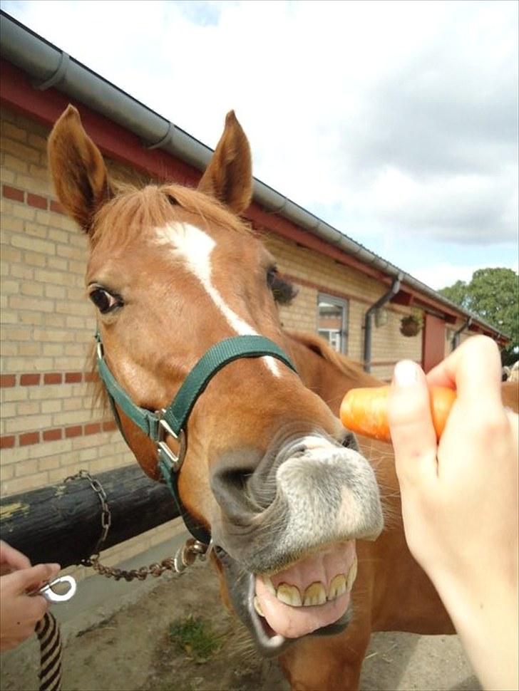 Anden særlig race Lykkensprøves Milano billede 15