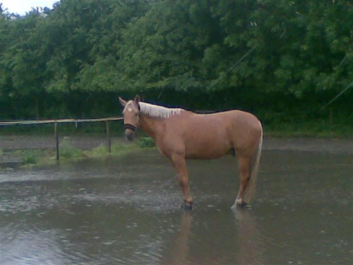 Palomino Golden Delicious R.I.P:'( - Gratis soppebassin på folden, så fornemt er der på Amager :P billede 18