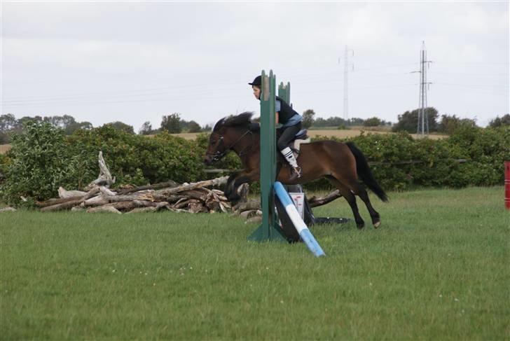 Anden særlig race Musse - Rideskole pony - Mig og Musse :) billede 12