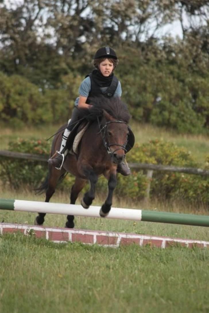 Anden særlig race Musse - Rideskole pony - Mig og Musse - Let spring.  Foto: Ida Dalgaard  billede 13