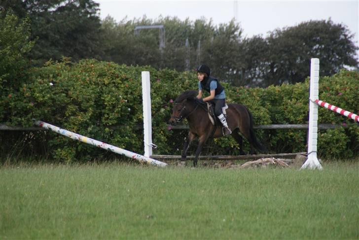 Anden særlig race Musse - Rideskole pony - Mig og Musse - Let spring.  billede 14