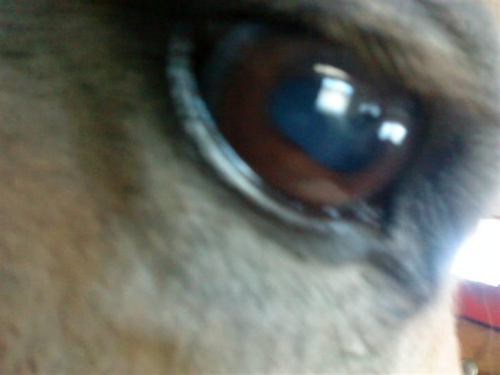 Fjordhest Candis  - dine øjne siger så meget  billede 1