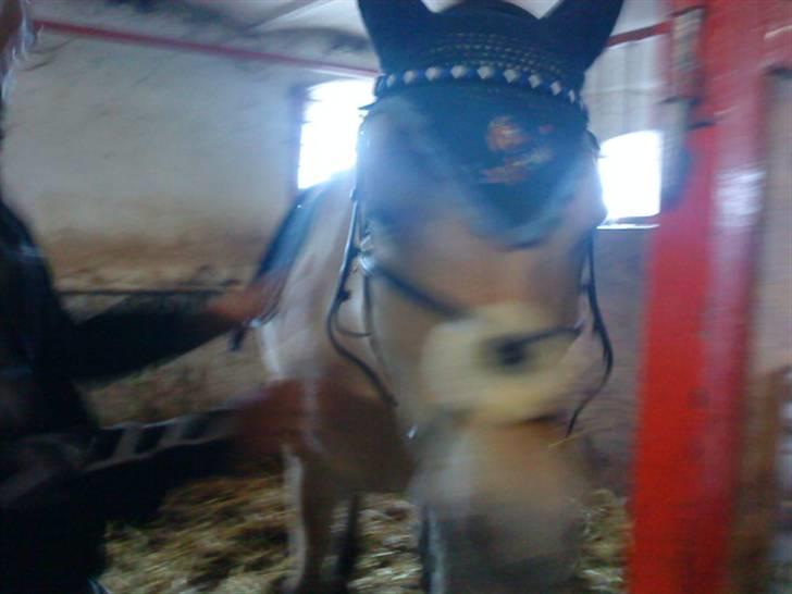 Fjordhest Candis  - candis med spring udstyr billede 2