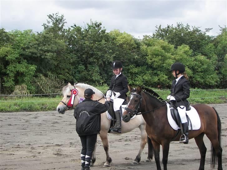 Fjordhest Candis  - vi vandt det var dyktig candis billede 5