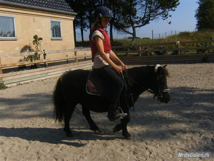Shetlænder Eges Filur (Anton) - Inden vi skal ud på marken skal Anton lige krudtes lidt af xP billede 1