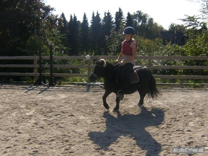 Shetlænder Eges Filur (Anton) billede 2