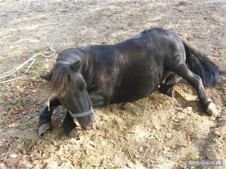 Shetlænder Eges Filur (Anton) - Efter man er blevet skyldet skal man selvfølgelig rulle sig :O billede 3