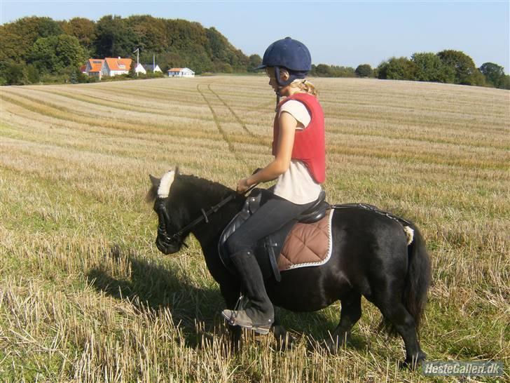 Shetlænder Eges Filur (Anton) - En hyggelig tur på marken billede 4