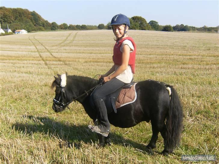 Shetlænder Eges Filur (Anton) billede 5