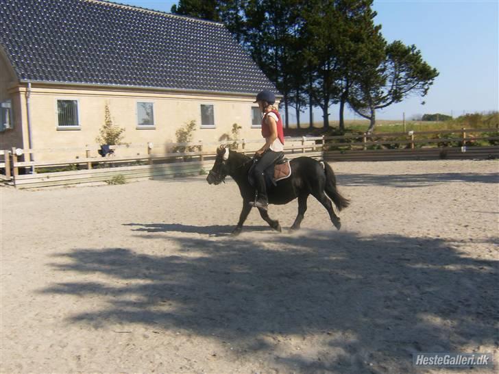 Shetlænder Eges Filur (Anton) - trav billede 6