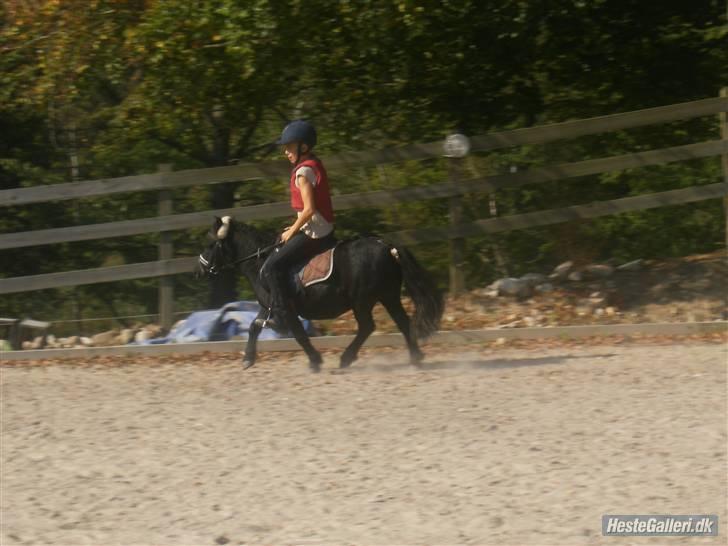 Shetlænder Eges Filur (Anton) billede 7