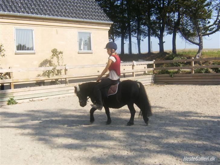 Shetlænder Eges Filur (Anton) - Dressur billede 8